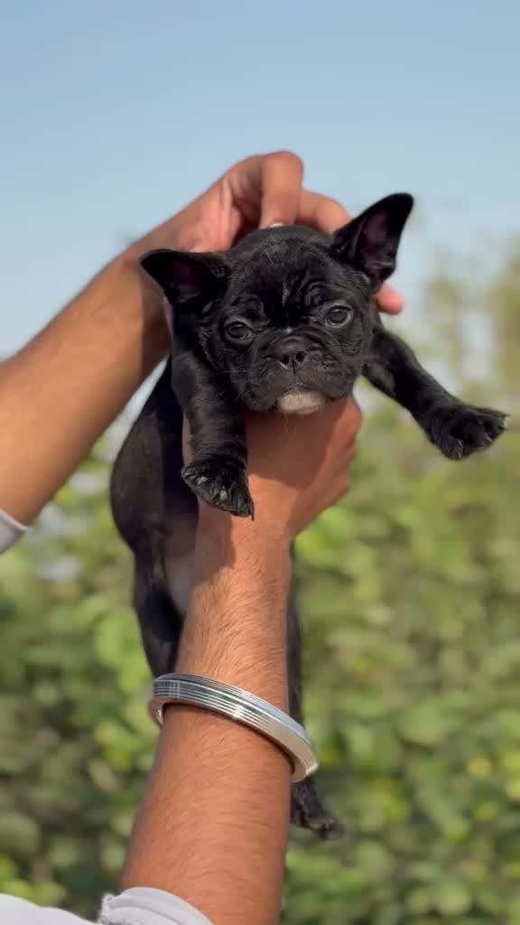 French Bulldog Puppy, farm video