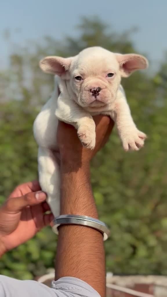 French Bulldog Puppy, farm video