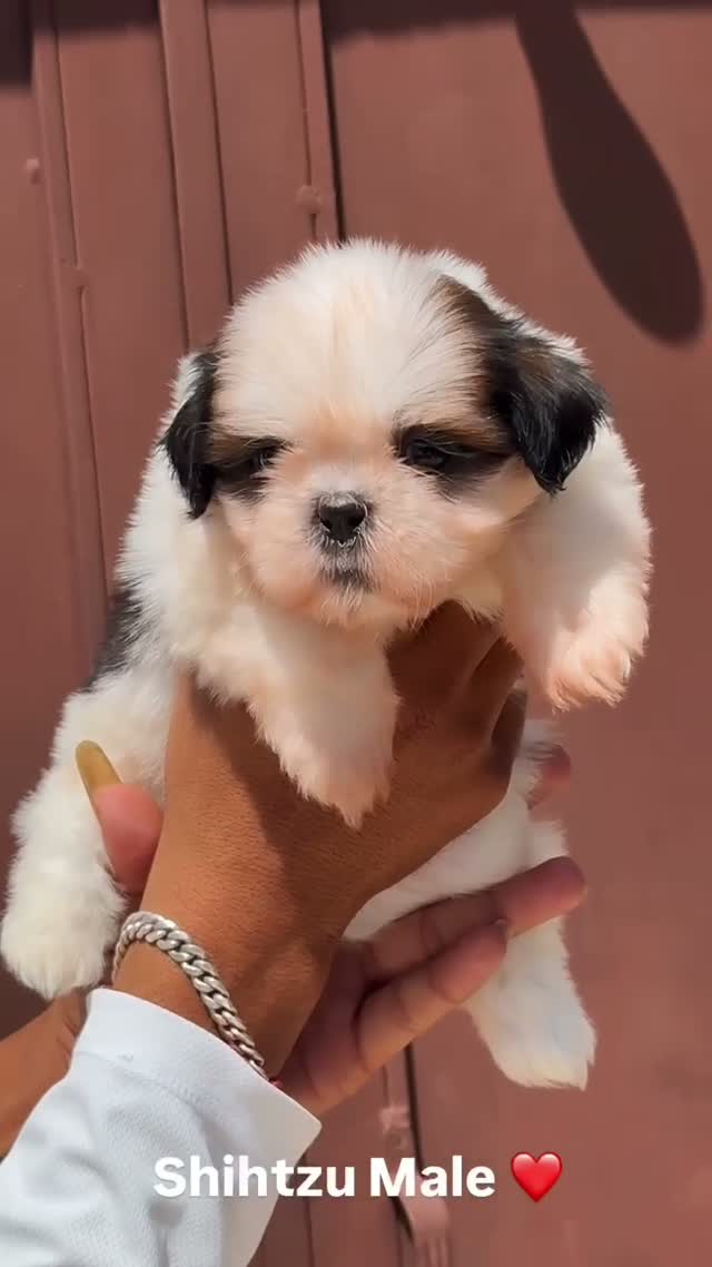 Shih Tzu | Black Color, farm video
