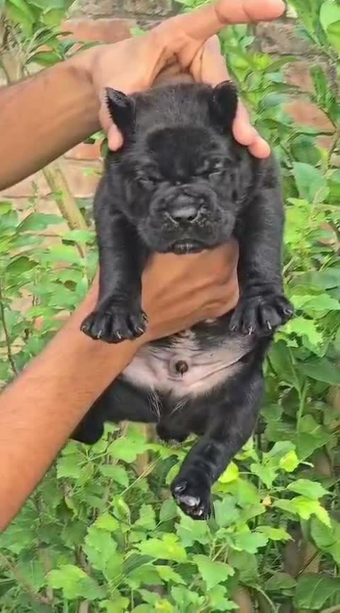 Cane Corso Puppy, farm video