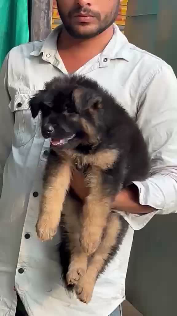 German Shepherd Puppy, farm video