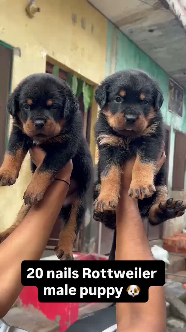 Rottweiler Puppy, farm video