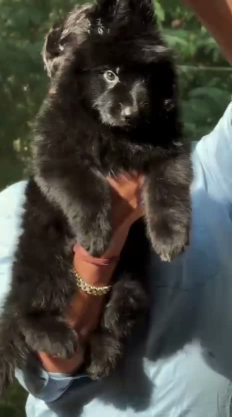 German Shepherd Puppy, farm video