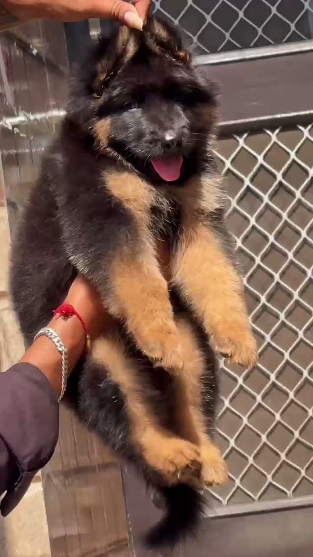 German Shepherd Puppy, farm video