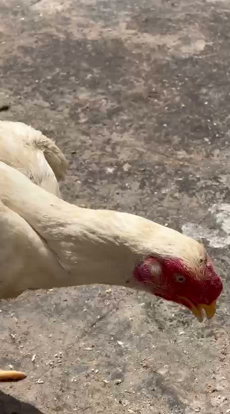 Blue Throated Conure, farm video
