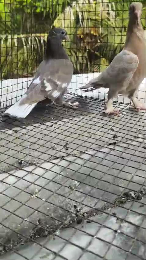 Chotiyal Pigeon, farm video