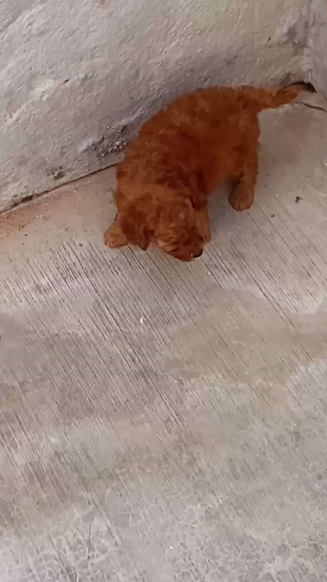Toy Poodle Puppy, farm video