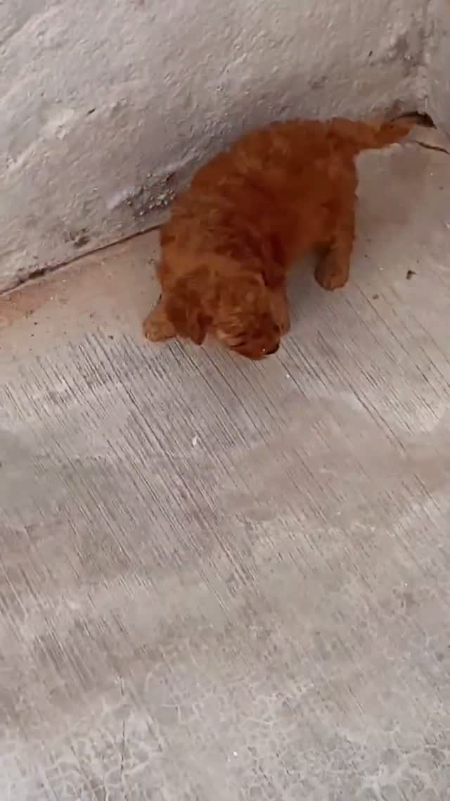 Toy Poodle Puppy, farm video