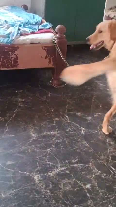 Golden Retriever, farm video