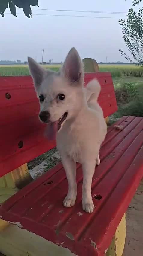 Pomeranian Puppy, farm video
