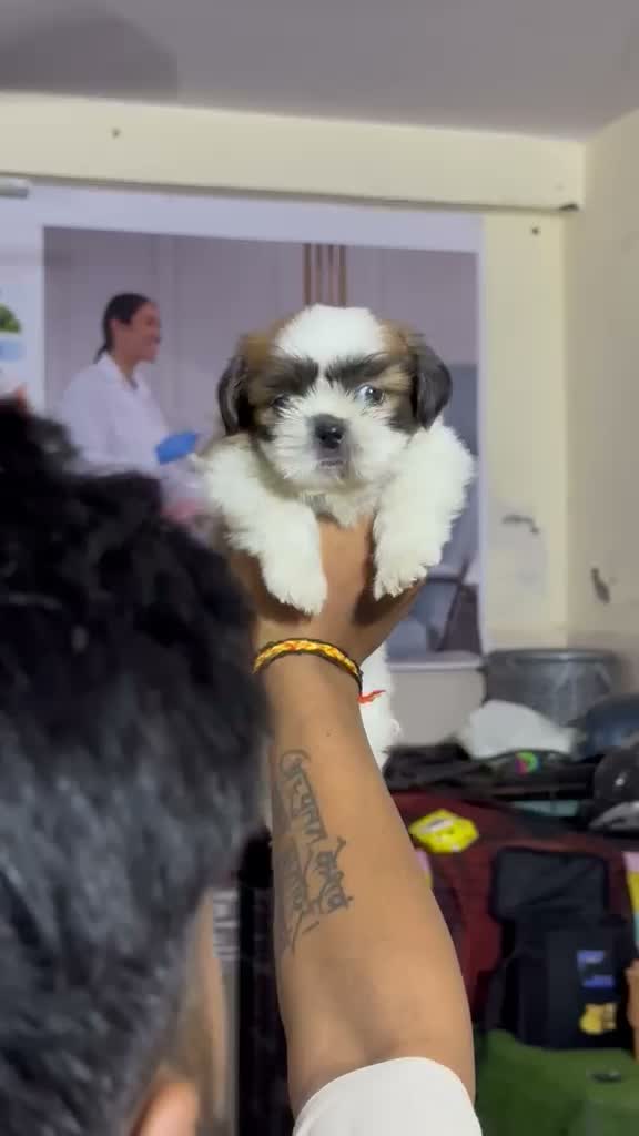 Shih Tzu | Black Color, farm video