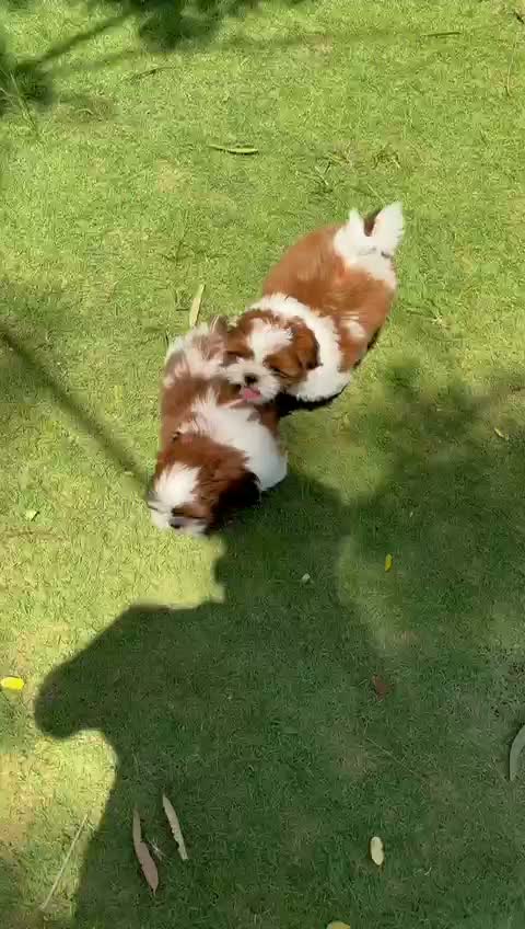Shih Tzu | Black Color, farm video