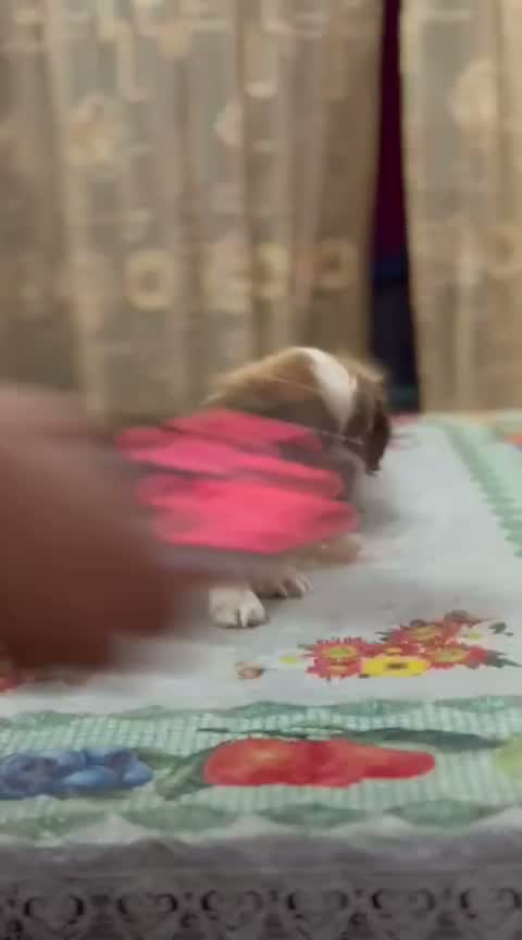 Shih Tzu | Black Color, farm video