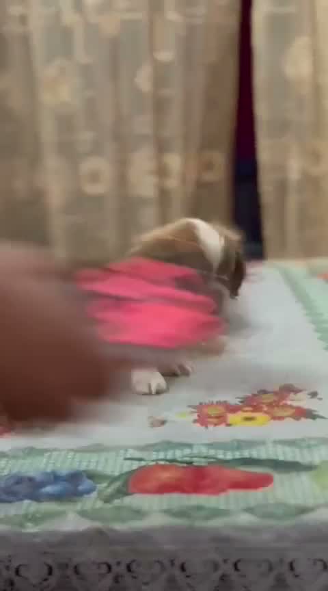 Shih Tzu | Black Color, farm video