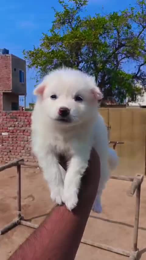 Culture Pom Puppy, farm video