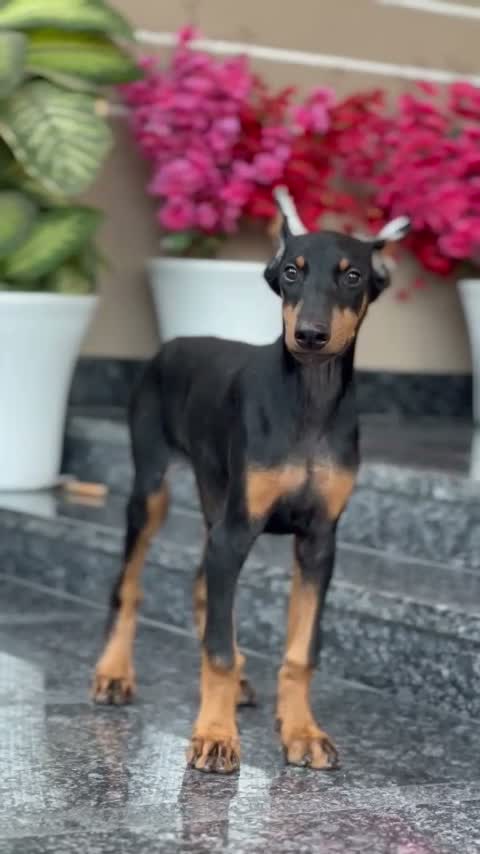 Doberman Pinscher Puppy, farm video