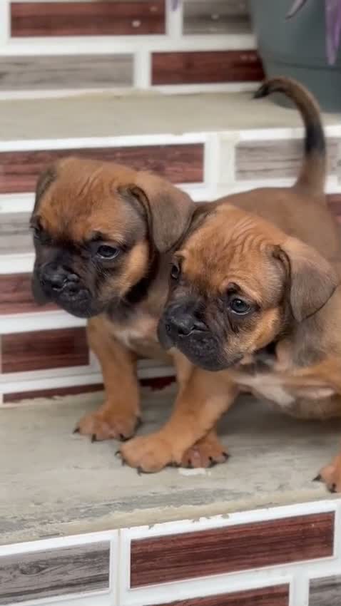 American Bully Pocket Size Puppy, farm video