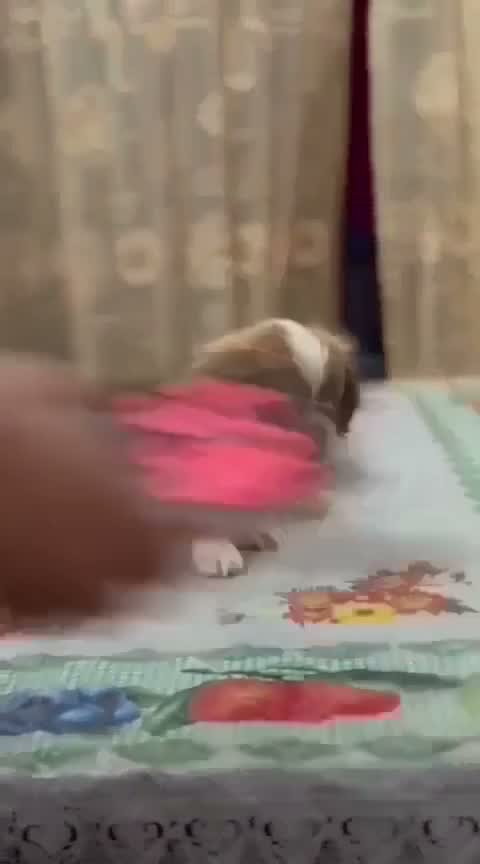 Shih Tzu | Black Color, farm video