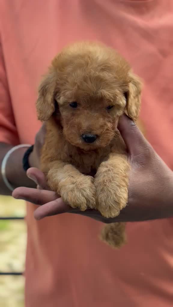 Standard Poodle Puppy, farm video