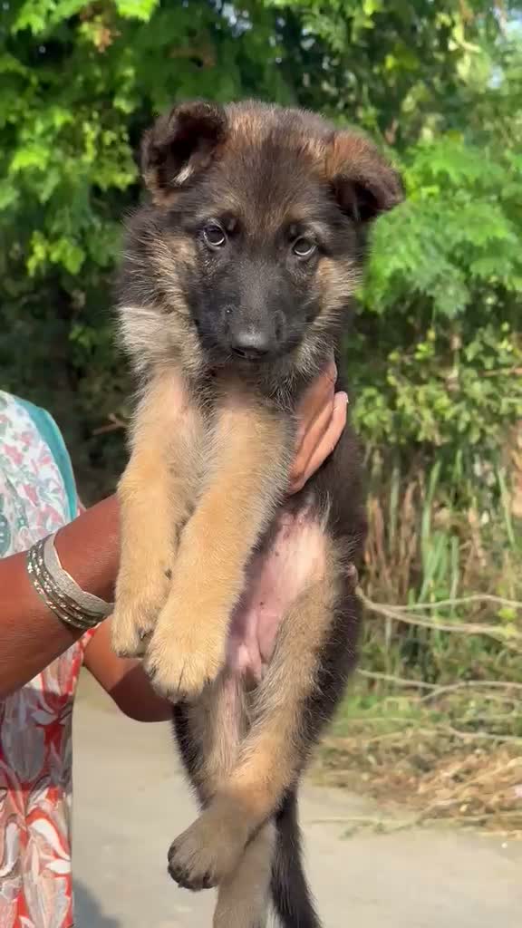 German Shepherd Puppy, farm video