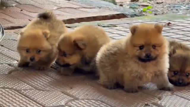Culture Toy Pom Puppy, farm video