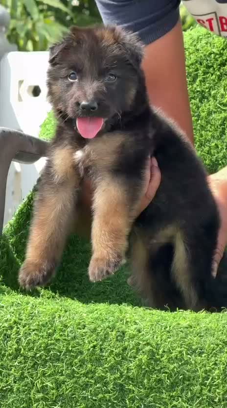 German Shepherd Puppy, farm video