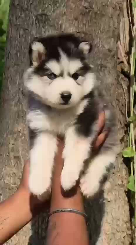 Siberian Husky Puppy | Black & White Color, farm video