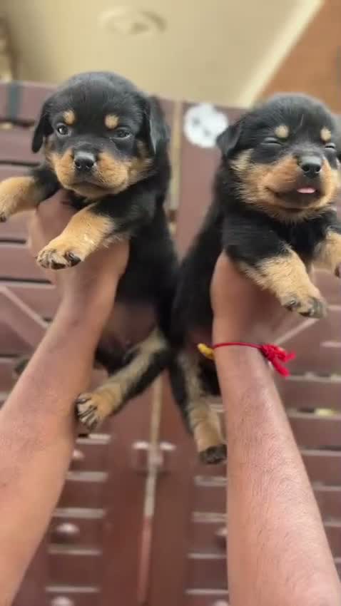 Rottweiler Puppy, farm video