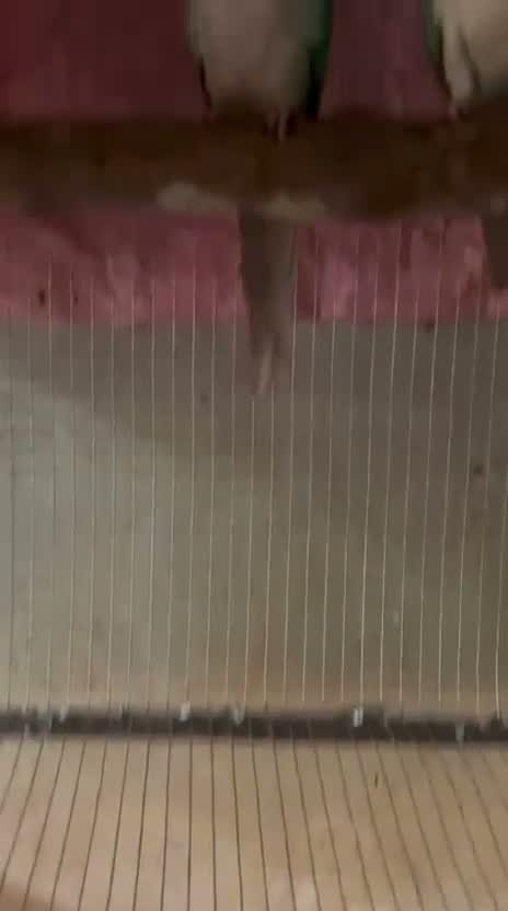 Small Cheek Conure, farm video
