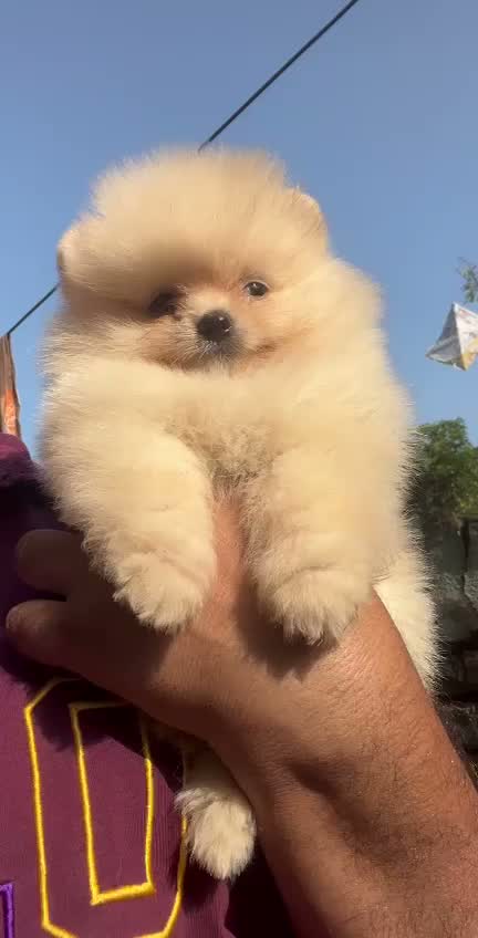 Pomeranian Puppy, farm video