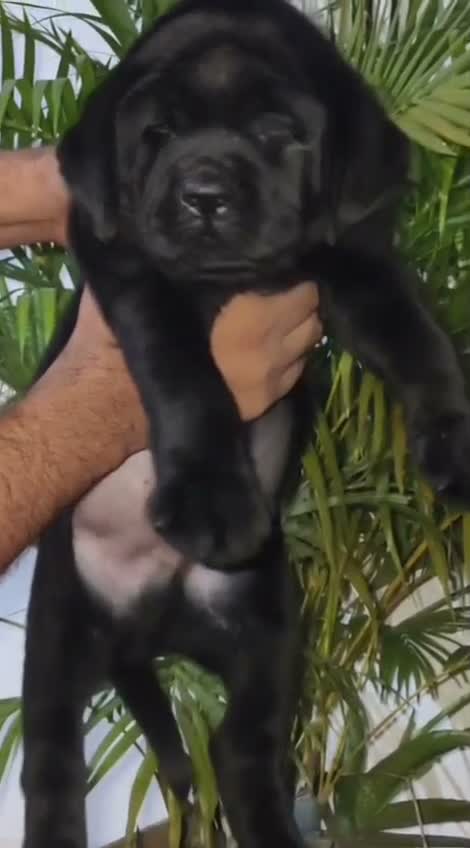 Beagle Black & Tan Puppy, farm video
