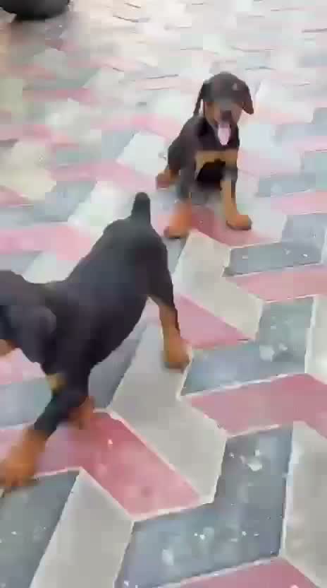 Doberman Pinscher Puppy, farm video