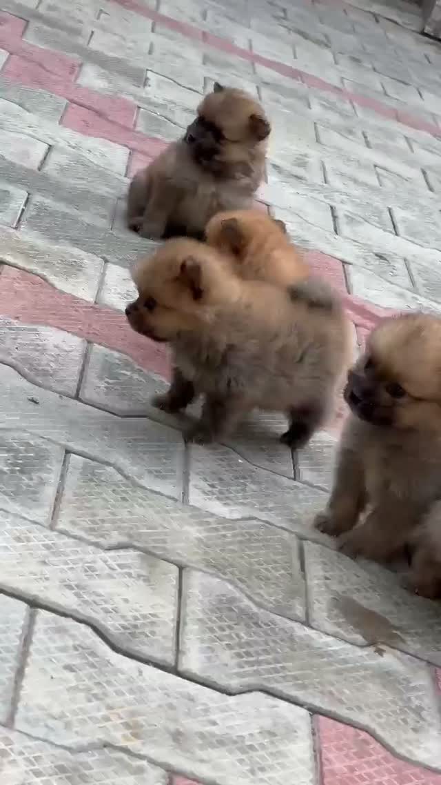 Culture Toy Pom Puppy, farm video