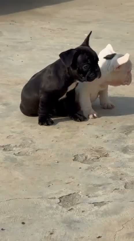 French Bulldog Puppy, farm video