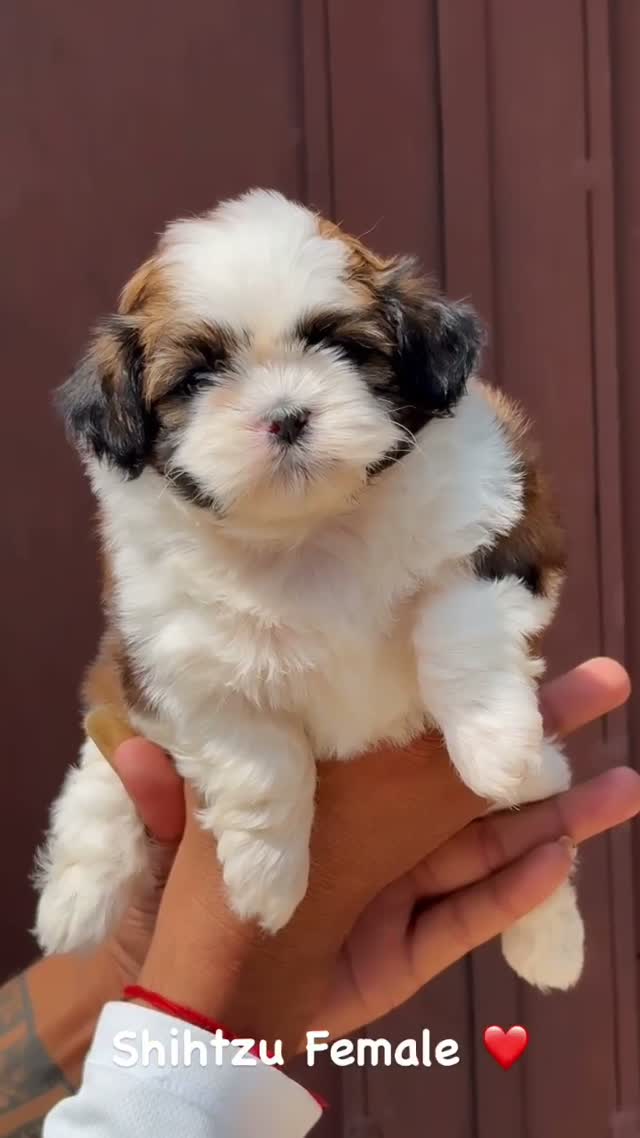 Shih Tzu | Black Color, farm video