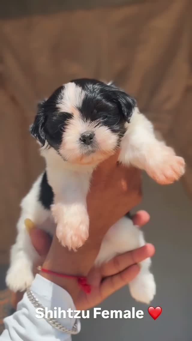 Shih Tzu | Black Color, farm video