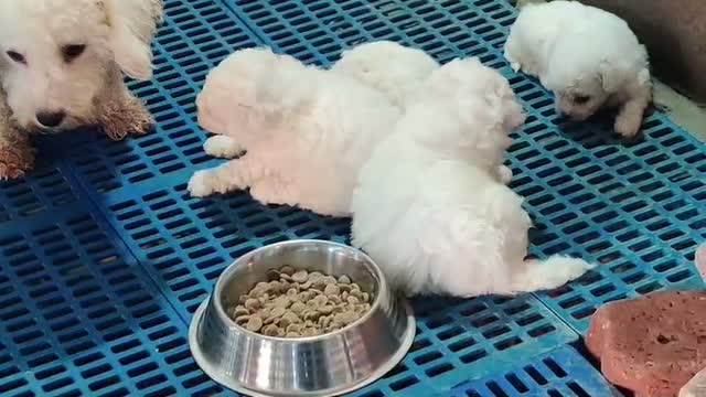 Bichon Frise Puppy, farm video