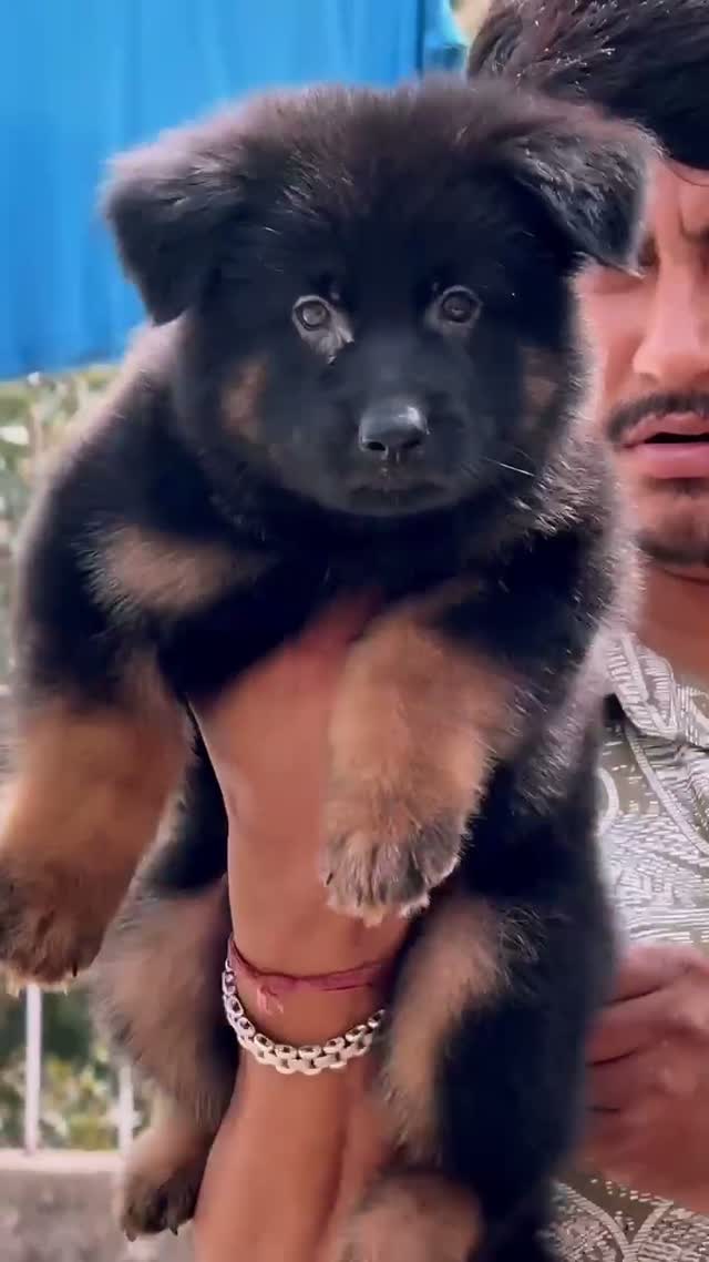 German Shepherd Puppy, farm video