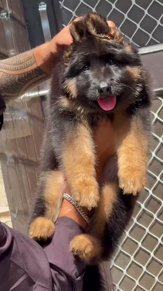 German Shepherd Puppy, farm video