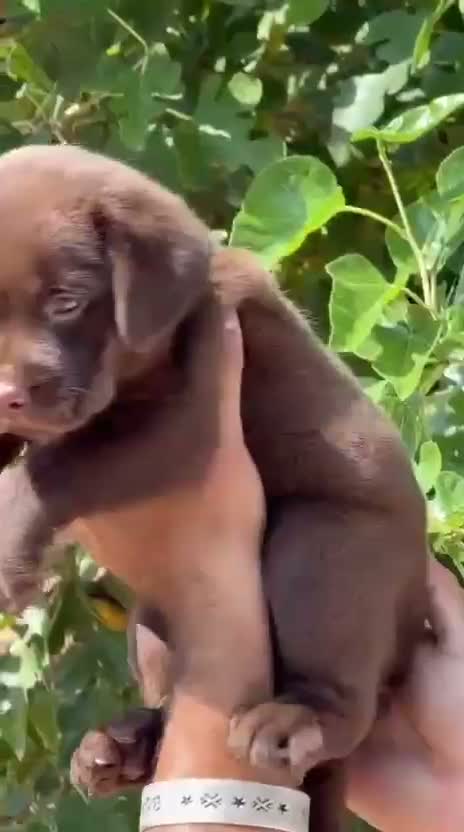 Beagle Black & Tan Puppy, farm video