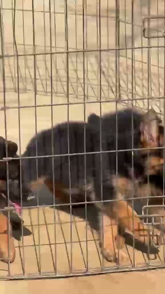 German Shepherd Puppy, farm video