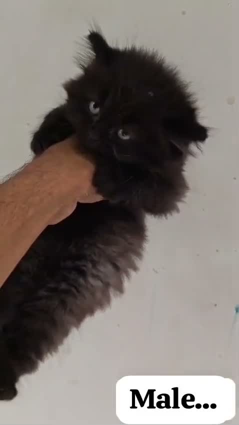 Culture Pom Puppy, farm video