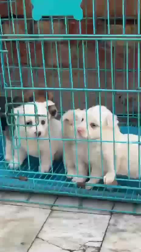 Culture Pom Puppy, farm video
