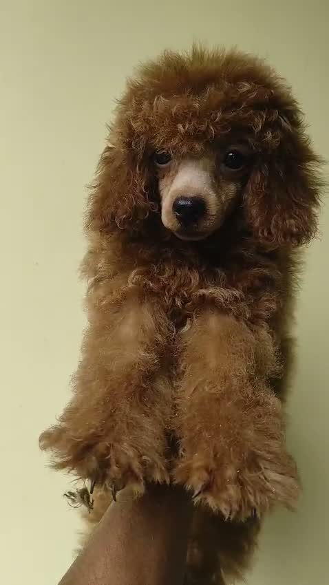 Toy Poodle Puppy, farm video