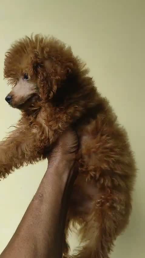 Standard Poodle Puppy, farm video
