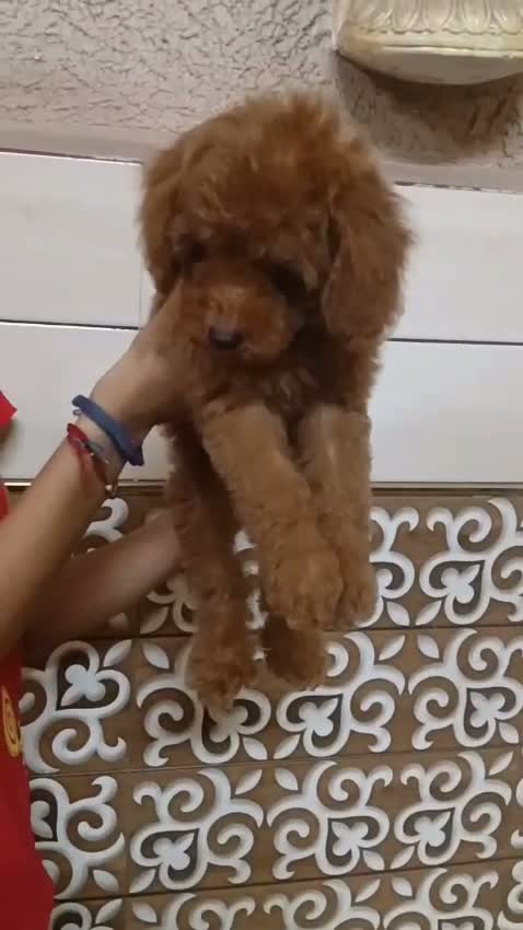 Standard Poodle Puppy, farm video