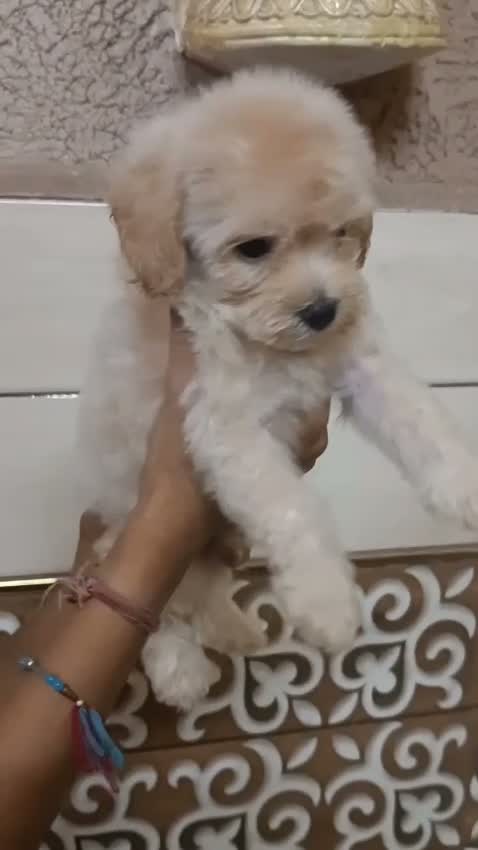 Maltipoo Puppy, farm video