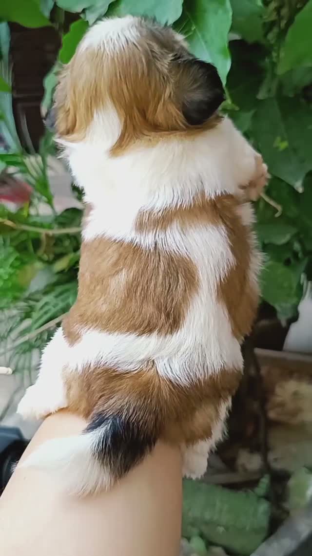 Shih Tzu | Black Color, farm video