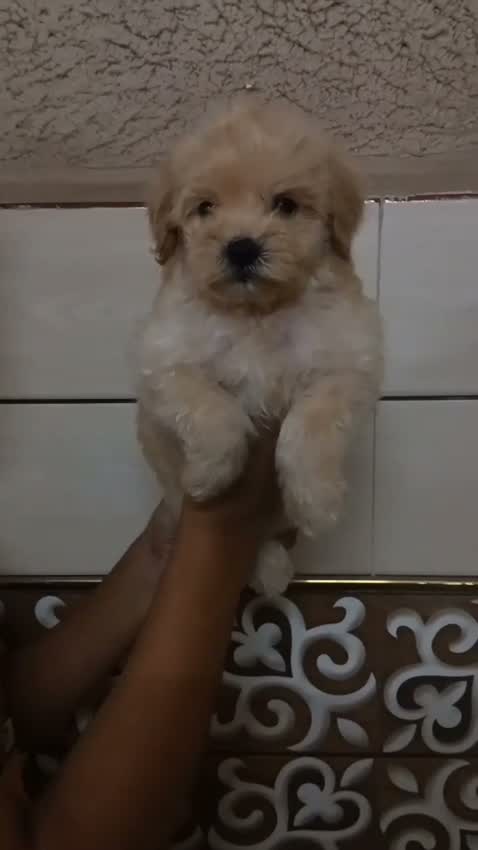Maltipoo Puppy, farm video