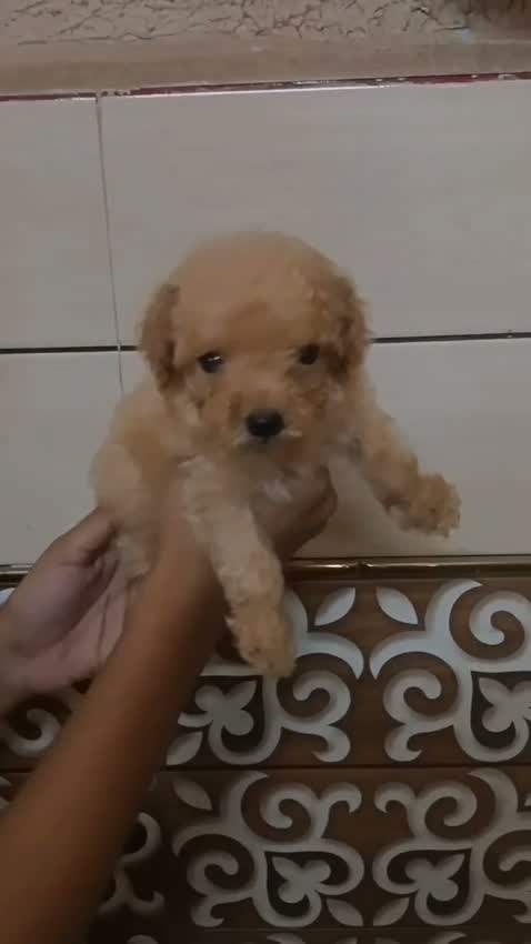 Maltipoo Puppy, farm video